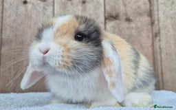 Mini Lop rabbits for sale: Mini lop baby boy  - Image 2