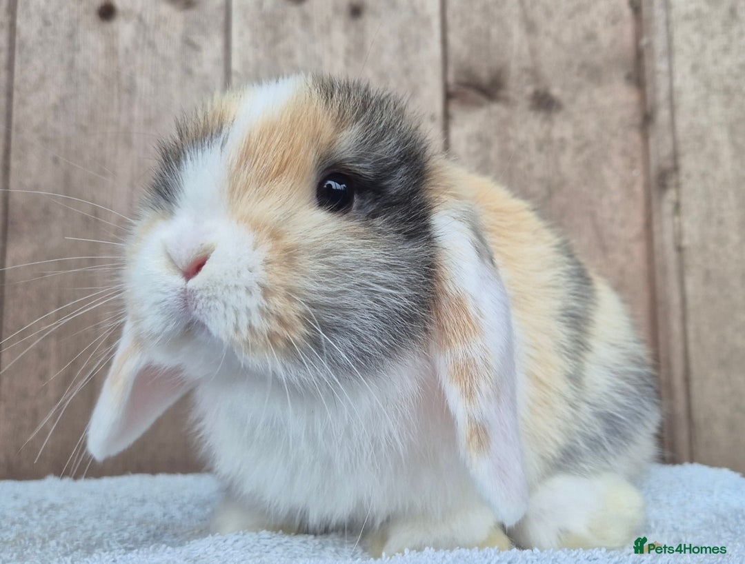 Mini Lop rabbits for sale: Mini lop baby boy  - Image 2