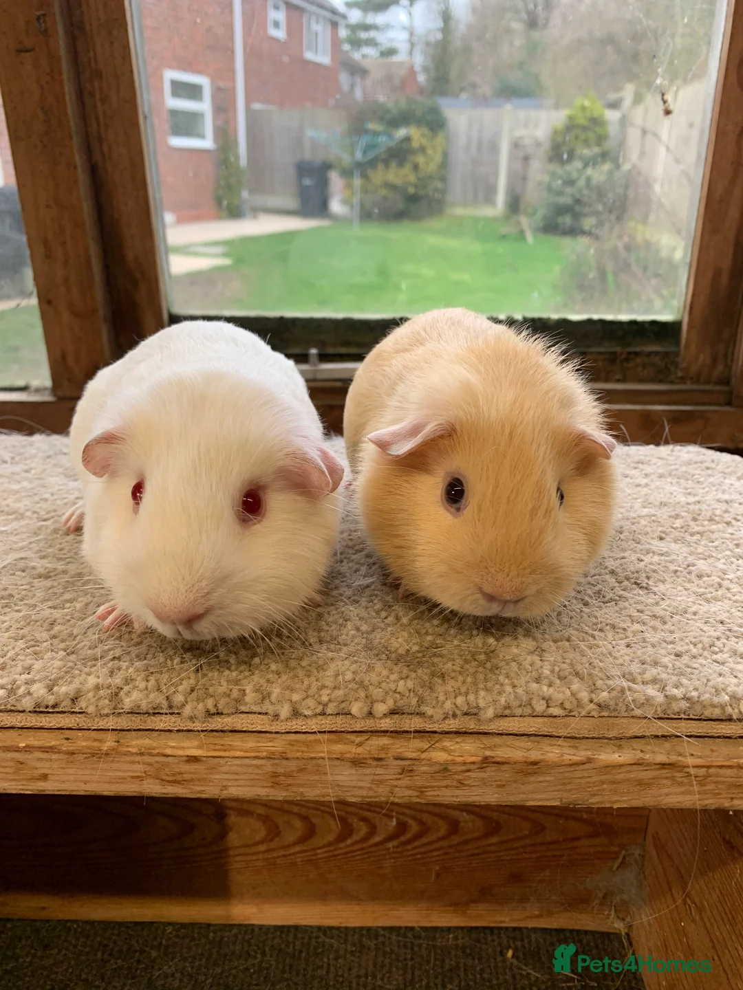 Guinea Pig rodents for sale: Sweet Baby Self Guinea Pig Boars - Advert 4