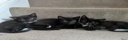 Mixed Breed cats for sale: Mixed kittens in Southampton - Advert 1
