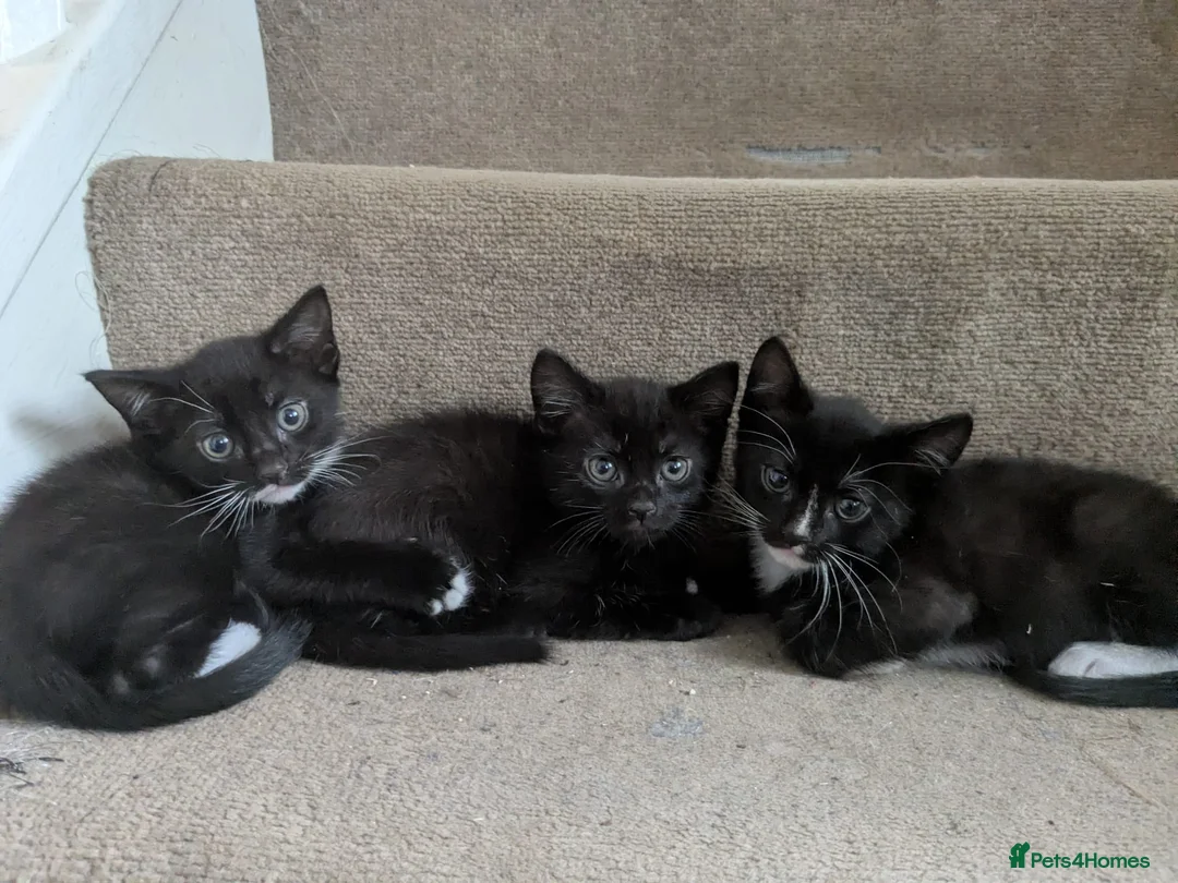 Mixed Breed cats for sale: Mixed kittens in Southampton - Advert 1