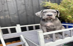 Mixed Breed dogs for sale: Last two mastiff pups available  - Advert 1
