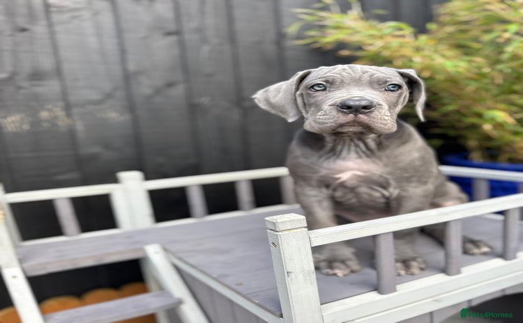 Mixed Breed dogs Last two mastiff pups available  - Advert 3