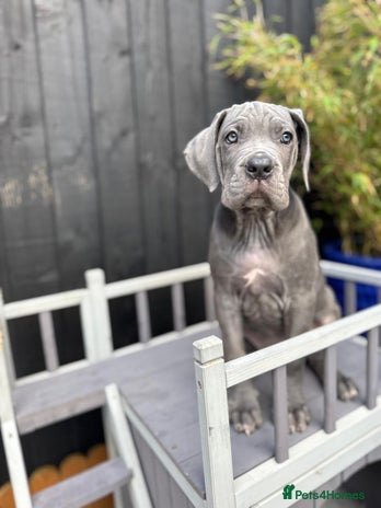 Mixed Breed dogs Last two mastiff pups available - Advert 3