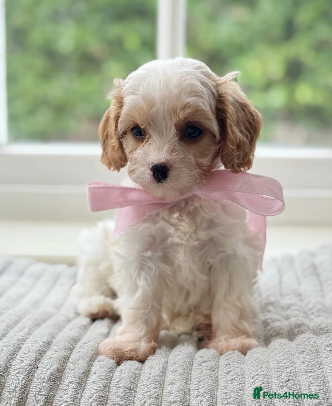 Cavapoo dogs for sale: Stunning F2 cavapoo health tested - Advert 23
