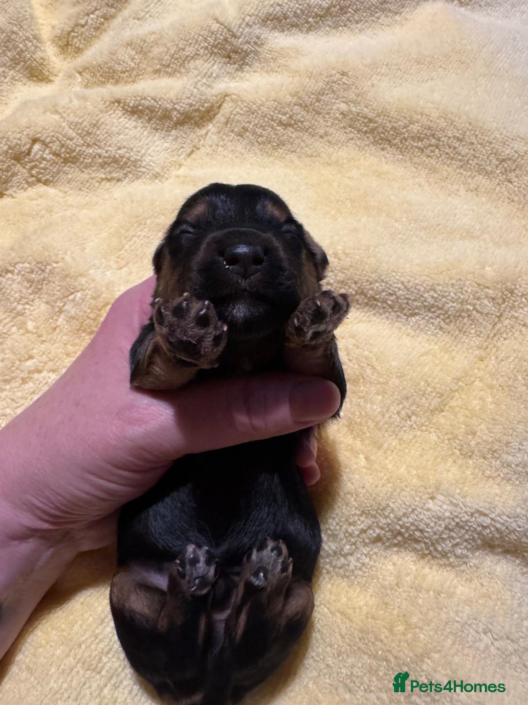 Mixed Breed dogs for sale: Dachshund x Chorkie - Image 5