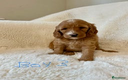 Cockapoo dogs for sale: Adorable little Cockapoo puppies  - Image 7
