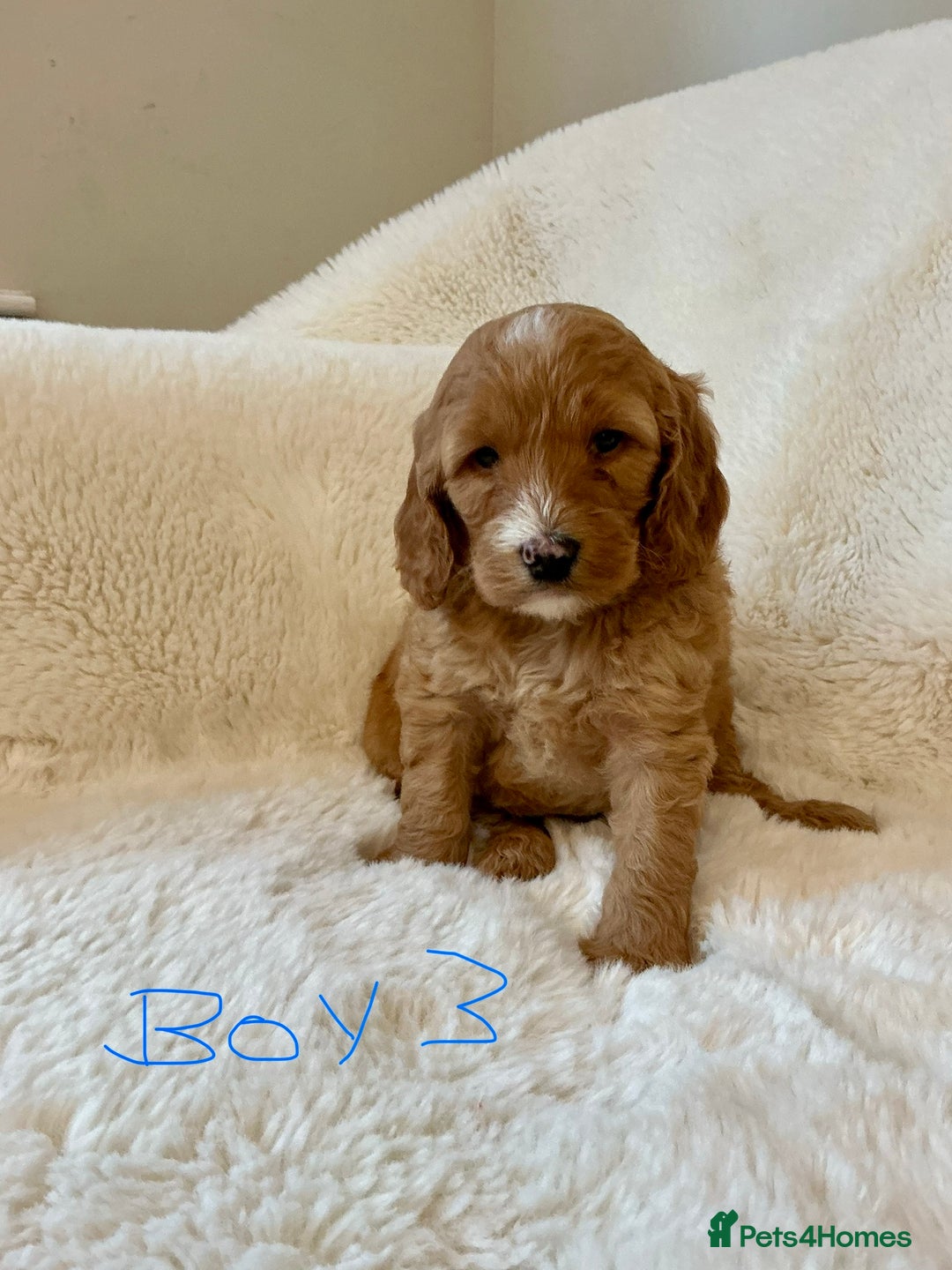 Cockapoo dogs for sale: Adorable little Cockapoo puppies  - Image 7