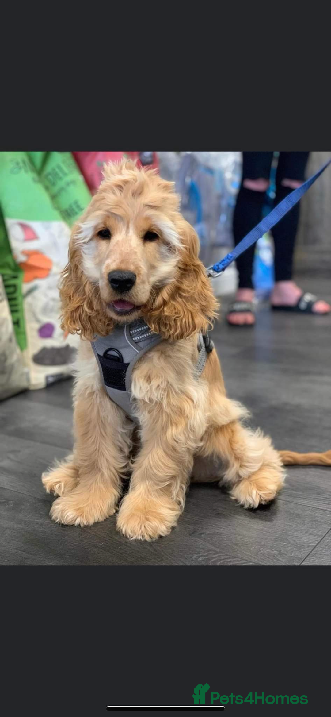 Cocker Spaniel dogs for sale: Waiting list open! KC reg Cocker Spaniel pups - Image 10
