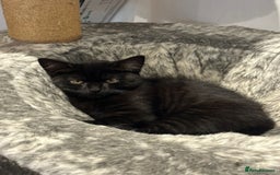 British Shorthair cats for sale:  🐾 Gorgeous Black Kittens – 11 Weeks Old 🐾   - Image 13