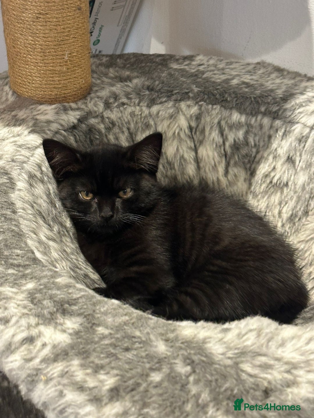 British Shorthair cats for sale:  🐾 Gorgeous Black Kittens – 11 Weeks Old 🐾   - Image 13