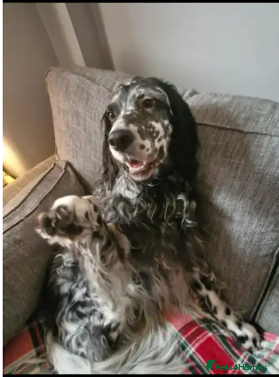 English Setter dogs for adoption: Evo   - Advert 3
