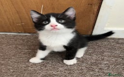 British Shorthair cats for sale: 2 boys one girl for sale  - Image 13