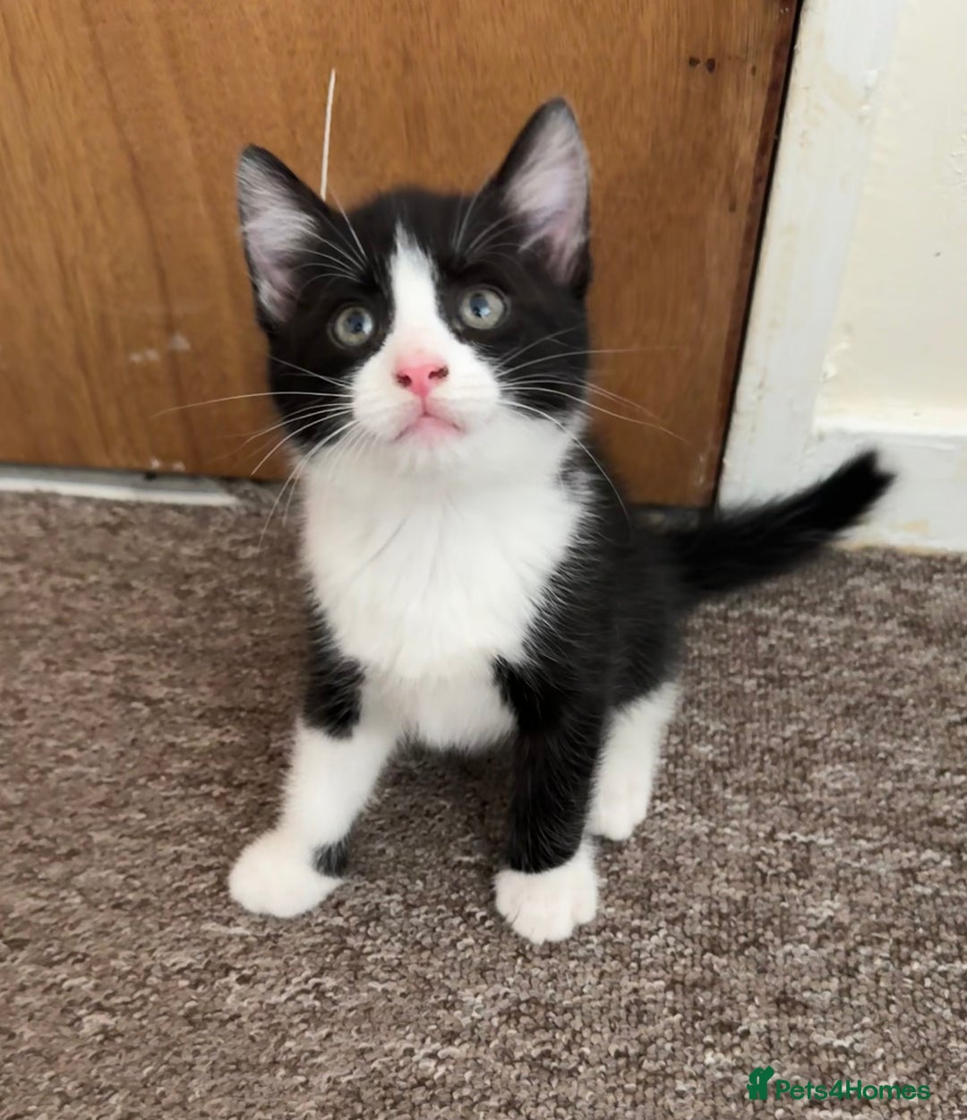 British Shorthair cats for sale: 2 boys one girl for sale  - Image 13