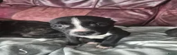 Staffordshire Bull Terrier dogs for sale: Staffy pups - Advert 6