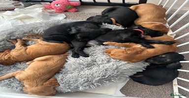 Cocker Spaniel dogs KC Registered Working Cocker Spaniel  - Advert 16