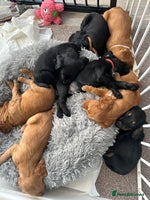 Cocker Spaniel dogs KC Registered Working Cocker Spaniel - Advert 16