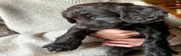 Cockapoo dogs for sale: Cockerpoo puppies F1 Reduced One Boy One Girl left - Advert 38