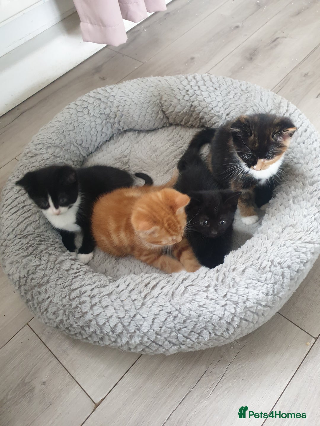 Domestic Shorthair cats for sale: Beautiful Kittens  - Image 5