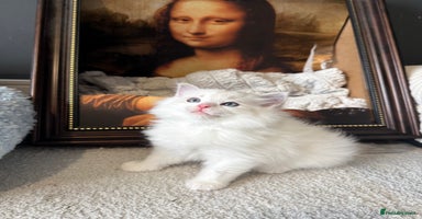 Ragdoll cats - Advert 3