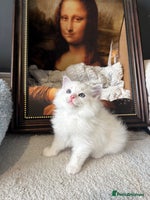 Ragdoll cats - Advert 2