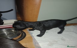 Patterdale Terrier dogs for sale: Super cute little girl, ready for forever home - Advert 1