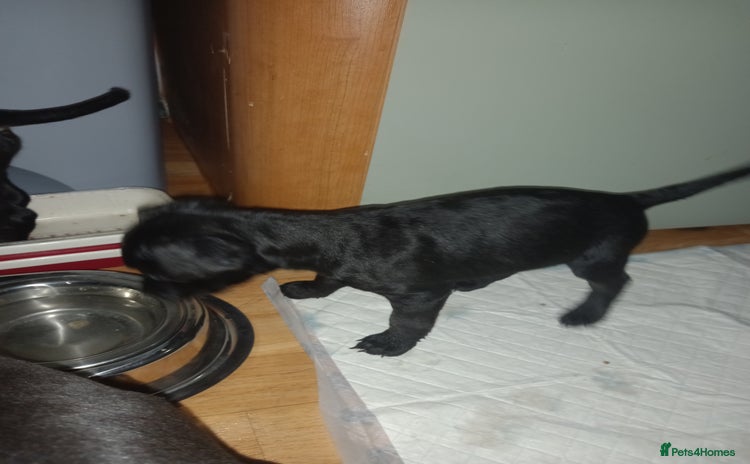 Patterdale Terrier dogs Super cute little girl, ready for forever home - Advert 1