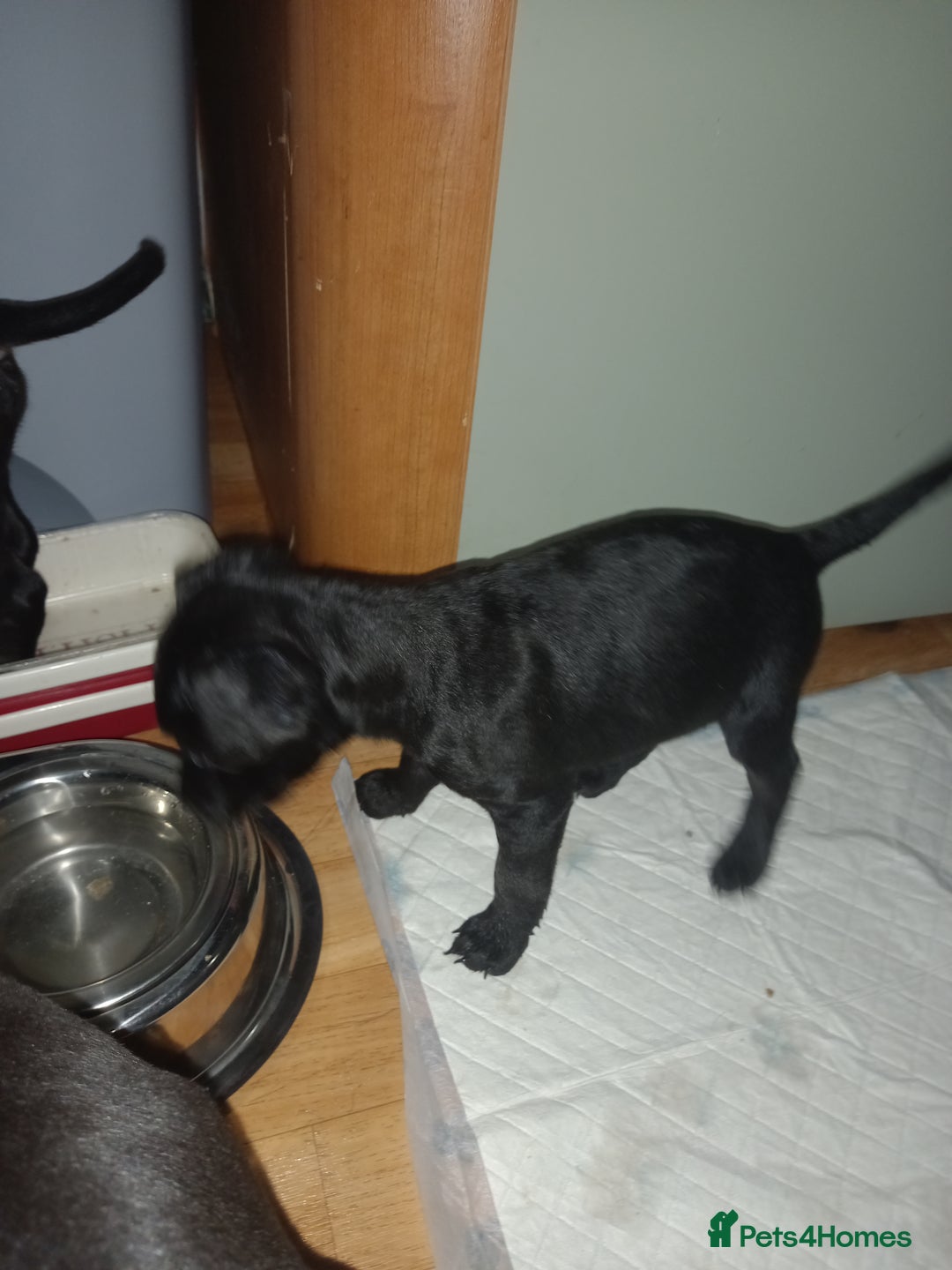 Patterdale Terrier dogs for sale: Super cute little girl, ready for forever home - Advert 1