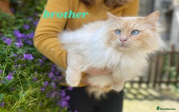 Ragdoll cats for sale: Flame point ragdoll boy for sale - Image 6