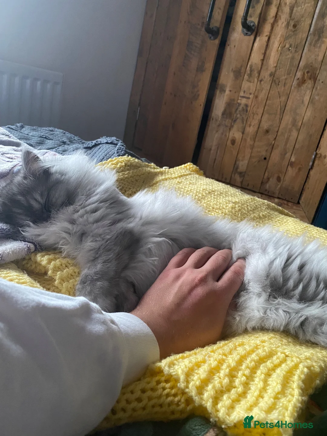 Persian cats for sale: Sunshine and Angel  - Advert 5