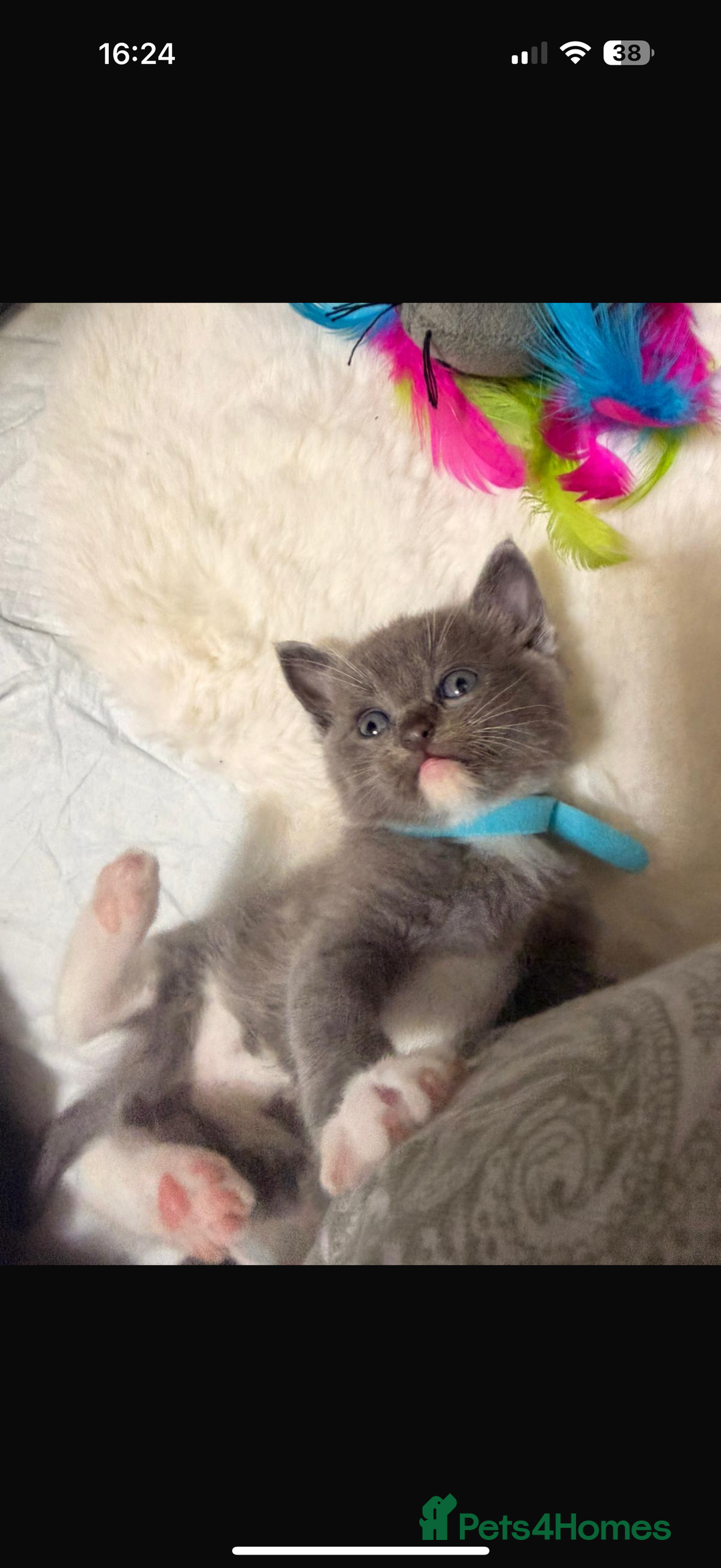 Ragdoll cats for sale: Ragdoll mix kitten - 5 Boys - Advert 26