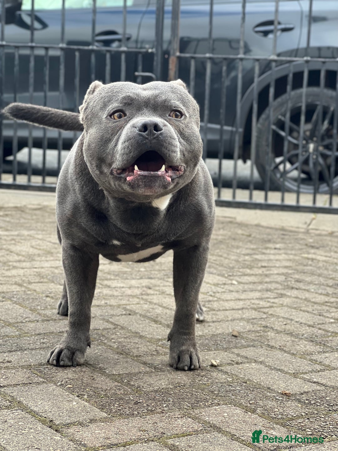 Staffordshire Bull Terrier dogs for stud: Proven KC Blue Boy For Stud in Whitley Bay - Advert 1