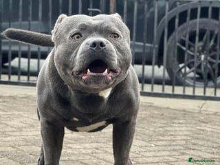 Staffordshire Bull Terrier dogs Proven KC Blue Boy For Stud in Whitley Bay - Advert 5