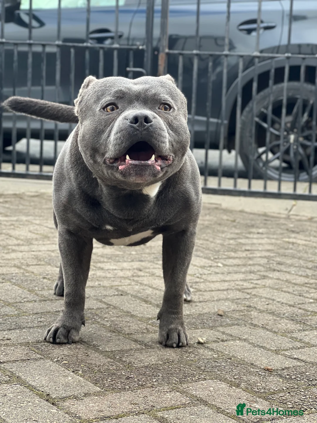 Staffordshire Bull Terrier dogs for stud: Proven KC Blue Boy For Stud in Whitley Bay - Advert 1