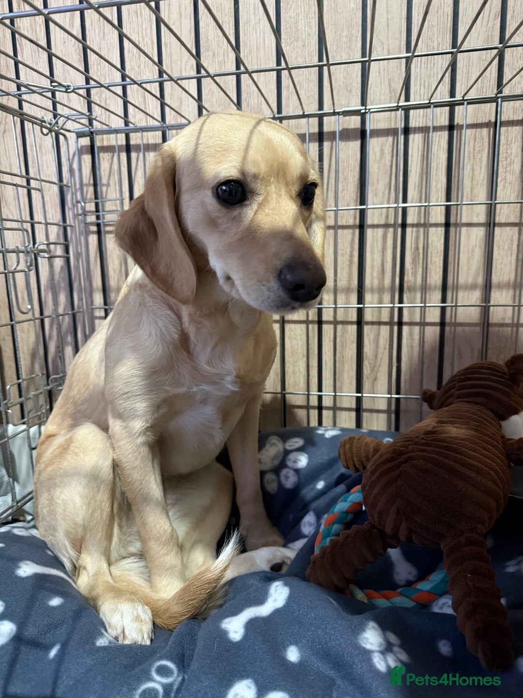 Mixed Breed dogs for sale: Peach - Advert 2