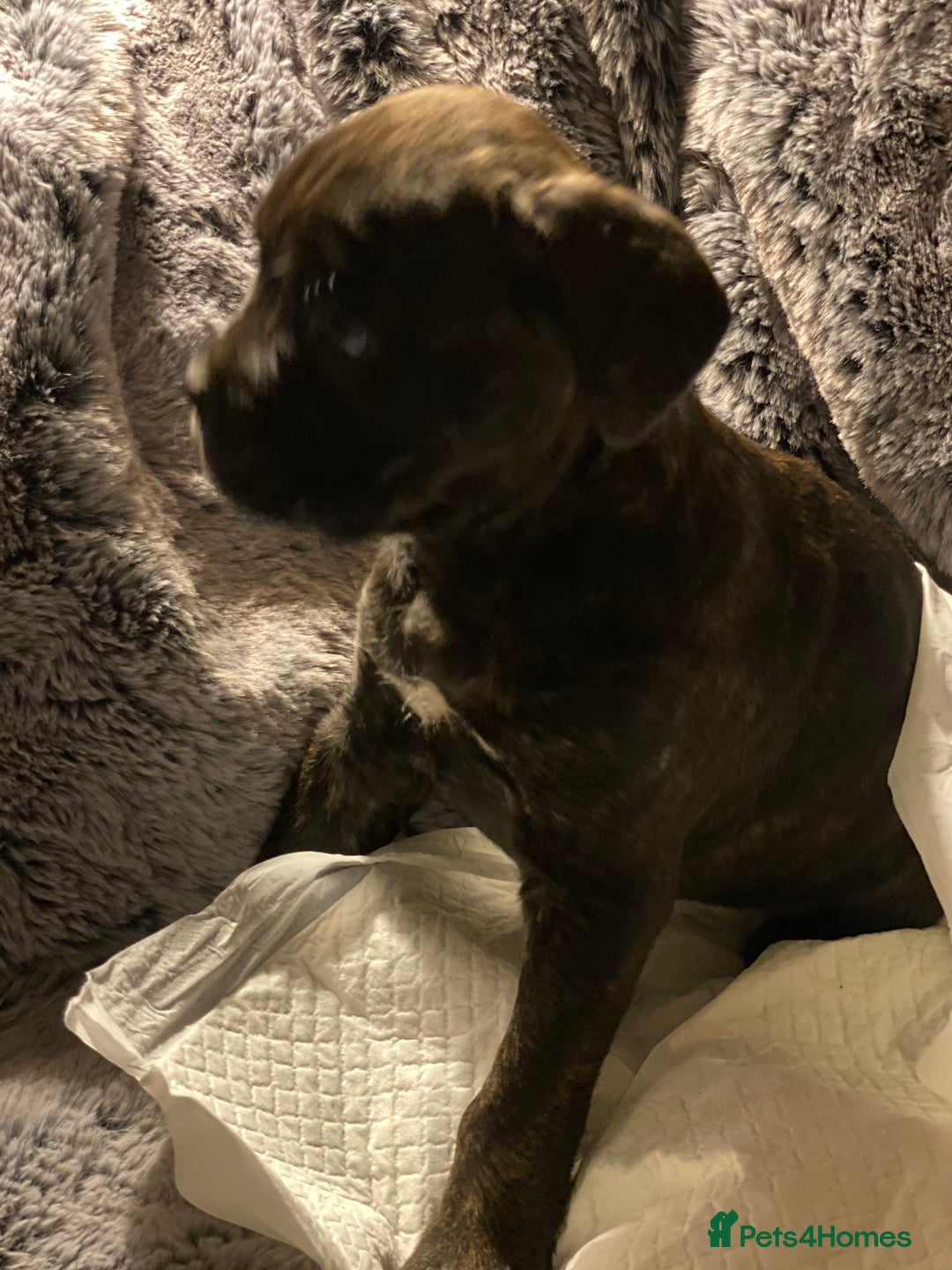 Mixed Breed dogs for sale: 🤩 mum kc boxer dad mini boxer 5 pups rare 🤩 - Advert 3