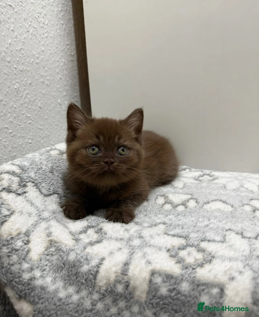 British Shorthair cats for sale: ✨Exceptional British short & longhair kitten's✨ - Advert 12