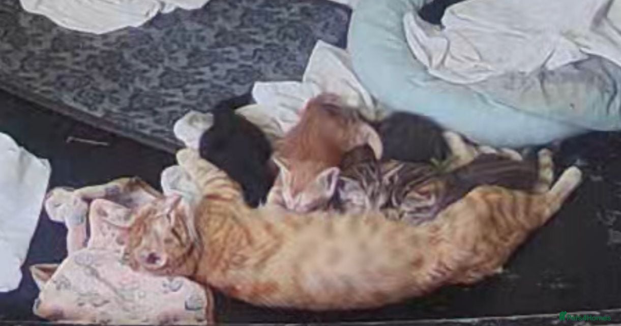 Mixed Breed cats Gingal kittens (GINger + benGAL)  x 5 - Advert 8