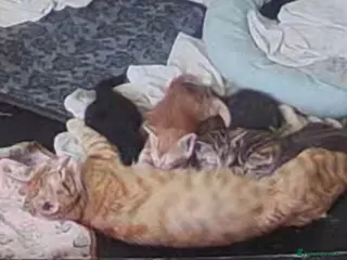 Mixed Breed cats Gingal kittens (GINger + benGAL) x 5 - Advert 8