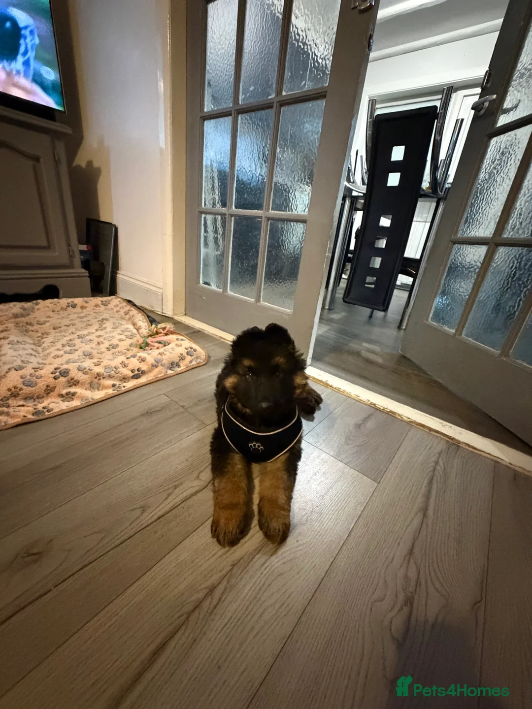 German Shepherd dogs for sale: German shepherd puppy in Gosport - Advert 6