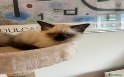 Ragdoll cats for sale: Beautiful seal point kittens  - Image 5