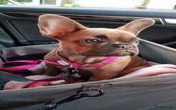 French Bulldog dogs for sale: Beautiful adult female Frenchie - Image 6