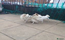 Chihuahua dogs for stud: 2 Chihuahua males for stud  - Image 5