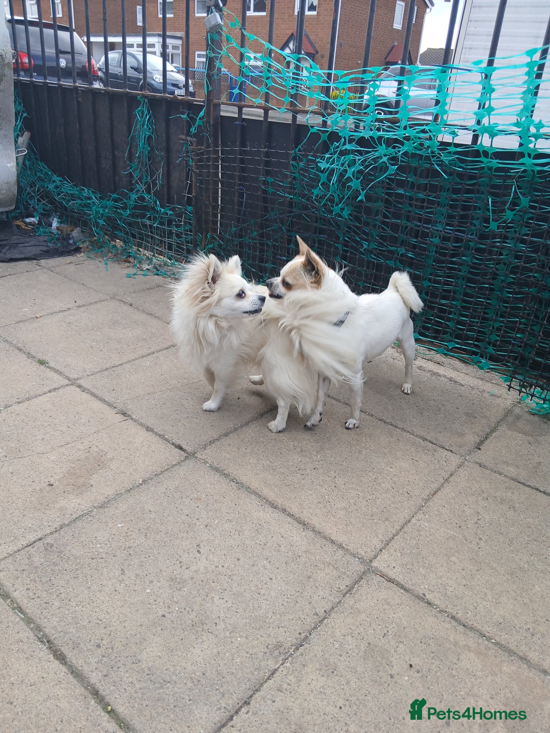 Chihuahua dogs for stud: 2 Chihuahua males for stud  - Image 5