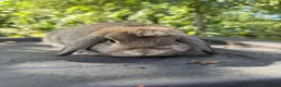Mini Lop rabbits for sale: 10 month old mini lop  - Advert 1