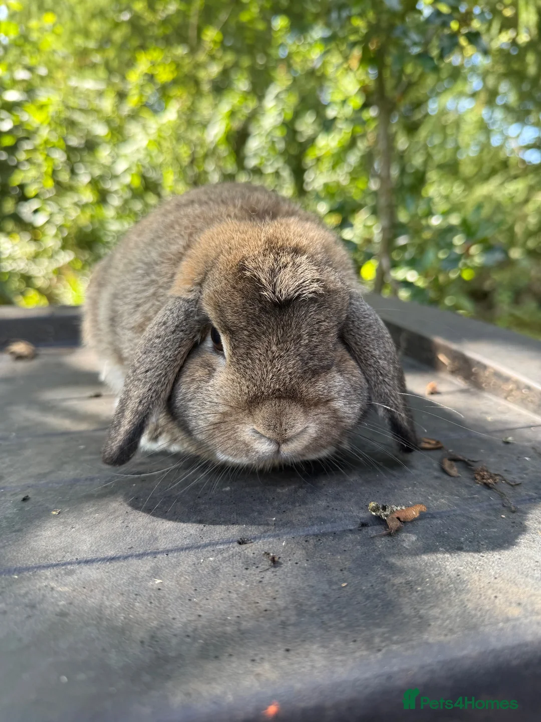 Mini Lop rabbits for sale: 10 month old mini lop  - Advert 1