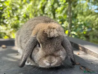 Mini Lop rabbits 10 month old mini lop - Advert 1