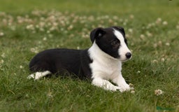 Mixed Breed dogs for sale: 🐾 Jack Russell x Border Collie Puppies  - Image 14