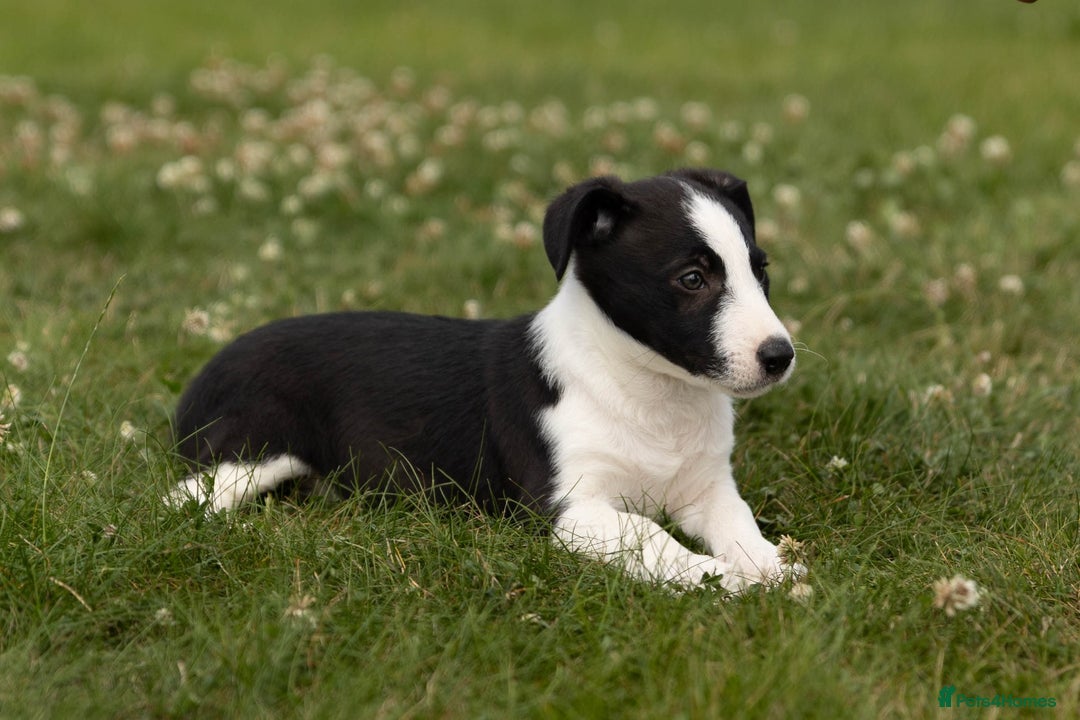 Mixed Breed dogs for sale: 🐾 Jack Russell x Border Collie Puppies  - Image 14