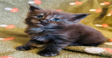 Maine Coon cats Halloween babies 🎃🐈‍⬛ - Advert 13